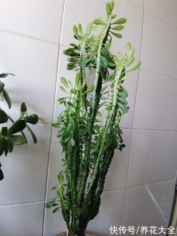 在家养几盆“丑八怪”,霸气镇宅安全感十足,寿命还特别长