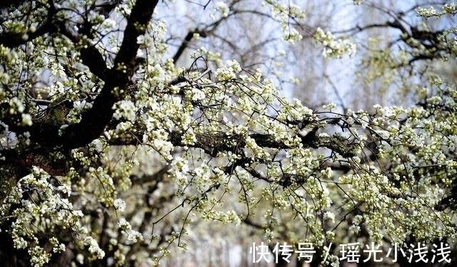 院子里种这3种树,寓意深远,吉祥旺宅,来看看