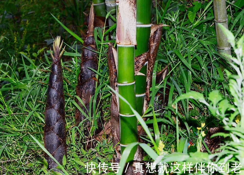 颈淋巴结核|这六种野菜在农村都十分稀少,药用价值极高,更是有防癌的奇效