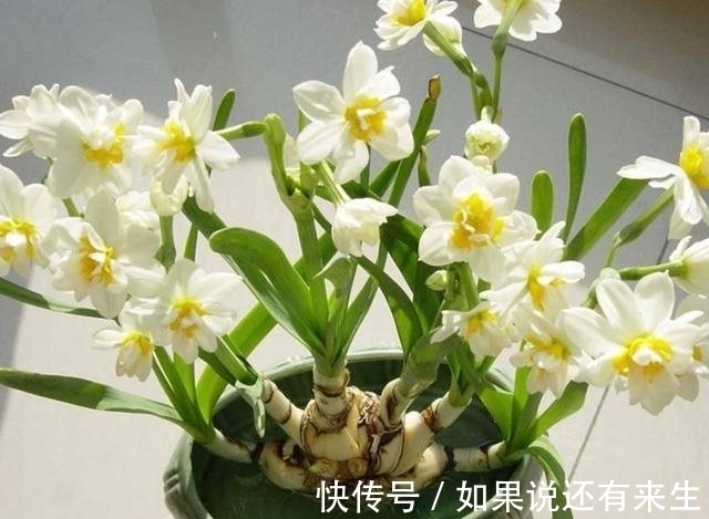 水仙花|农历十一月大雪过后，养什么花？家里养3种花，三羊开泰吉祥富贵