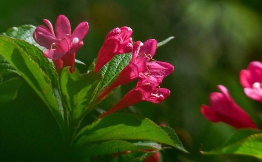 盆栽锦带花怎么养开花更多养护记住以下3点,锦带花越开越旺盛