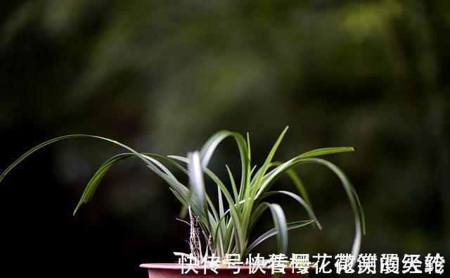 兰叶|怎么判断兰花缺少氮磷钾?学会这三招,养不好兰花都难