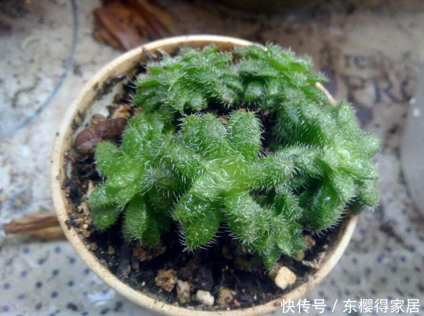 盘点4种名字带“星”的多肉，你养过吗？