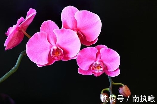 农历九月二十霜降后,养什么花?以下3种花,喜气盈门岁且更始