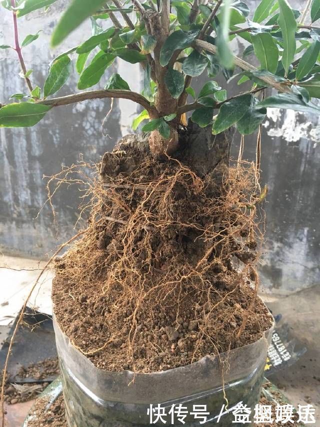 根系|石榴盆景提根改造,图说石榴附石盆景的改造过程