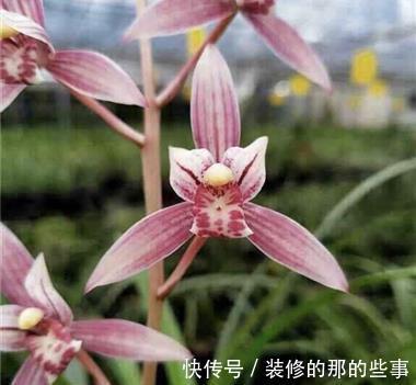 浇水|农历8月7日起,养花试试这几款,好养又漂亮,花朵姿态万千