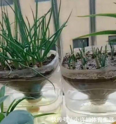 奶粉罐不要扔,拿来养花,比花盆还好看