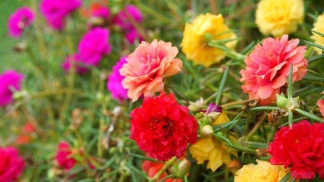 适合在家门口种的、花期长的花有哪些