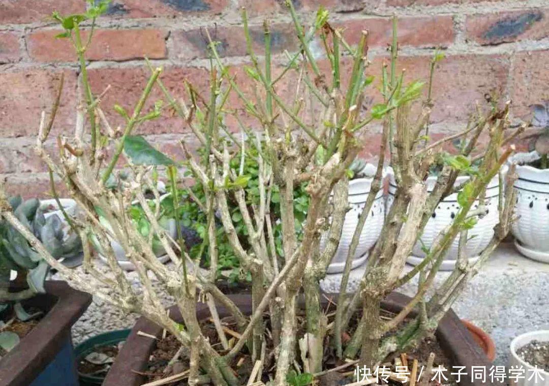 马上进入花期的花,10天一次肥,下个月就开花