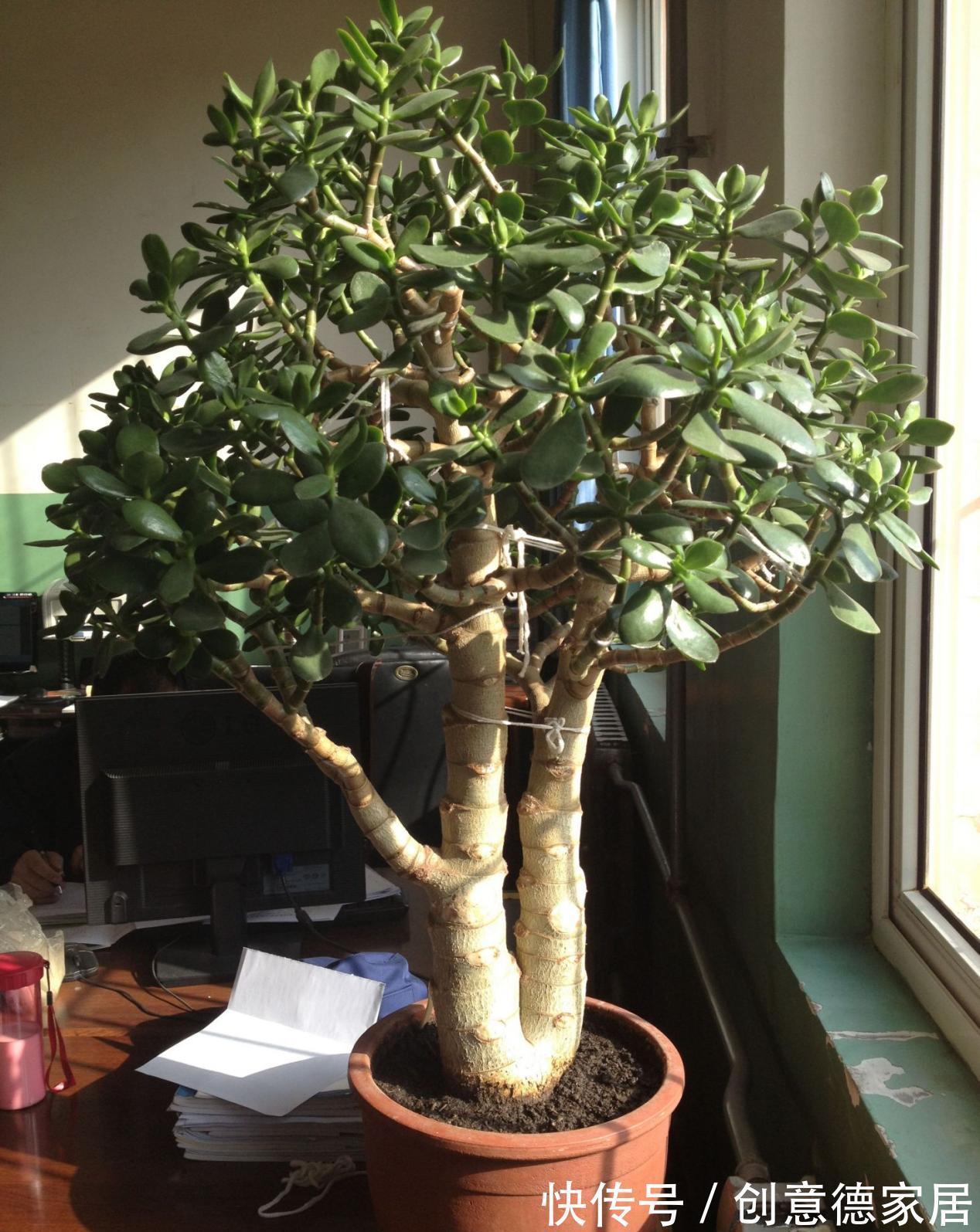 叶片|玉树枝叶疯长,杂乱没精神该怎么办?从这4方面入手改造就够了