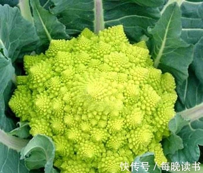 小肚子|女性不想皱纹爬上脸,不妨多吃此菜,小肚子不鼓了,皮肤更显年轻