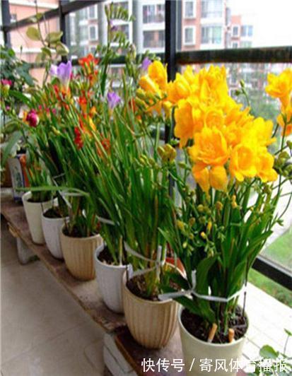 10月“值得”养5种球根花，10天就生根，养2月就开花