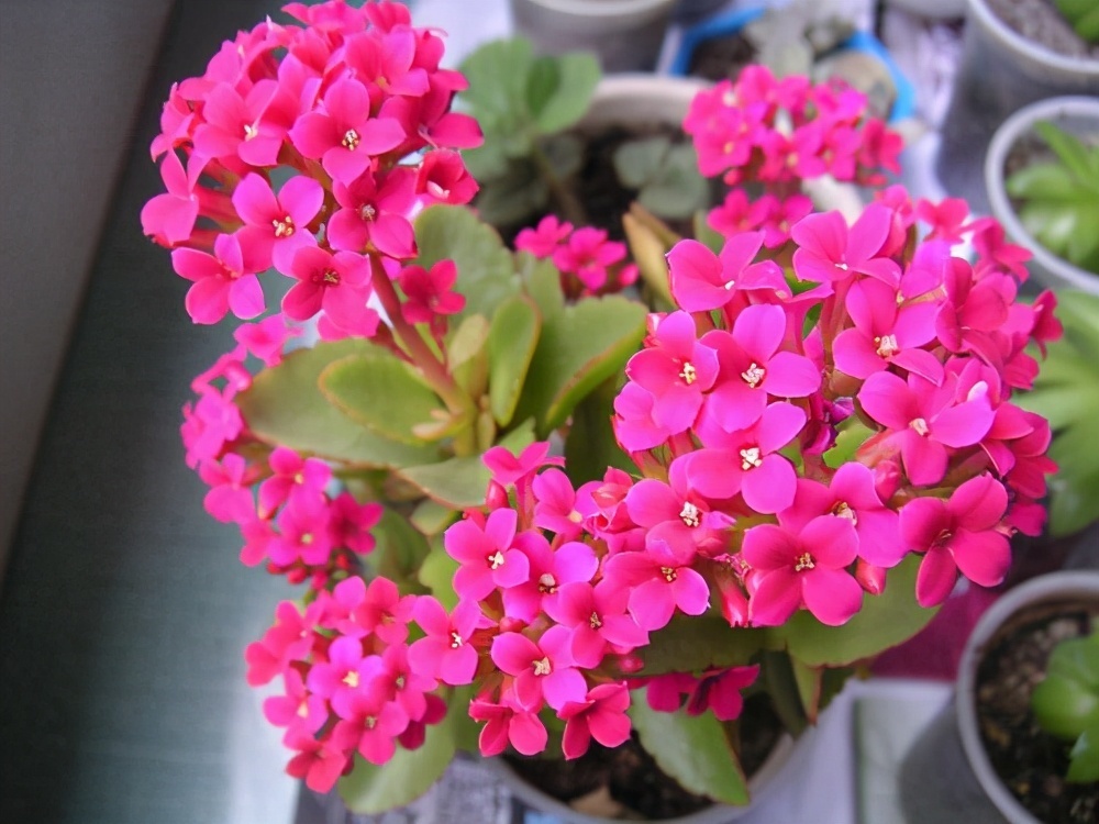 长寿花不开花别着急,快来点小苏打,催花效果极好过年前能开花