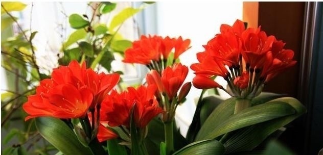 家里养花不要瞎眼！这6种花旺财又养人，有2种花是大忌！