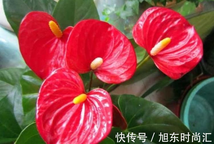 4种花美的出奇,不仅花好看,名字也好听,你养了吗?