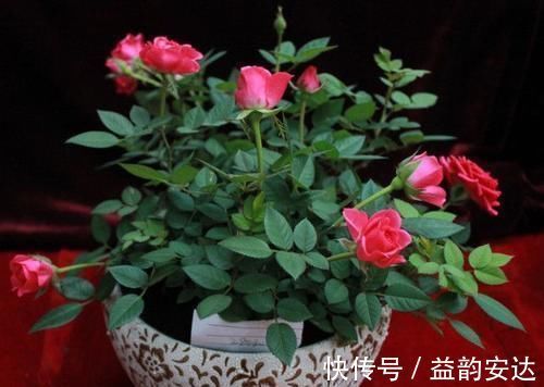 别再花钱买花肥，1种东西用来养花，效果比花肥强10倍！