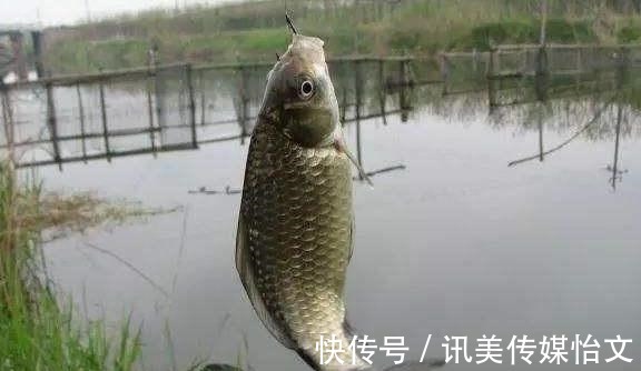 这东西|别看这东西便宜，却是鲫鱼最爱吃的饵料，它就在你身边