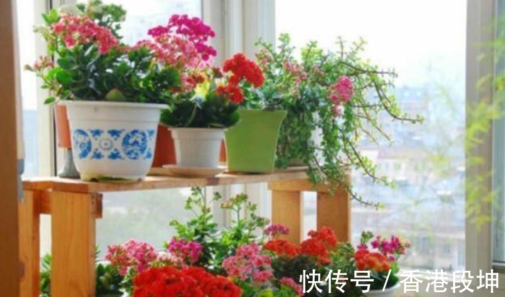 20多岁开始养花,宁愿少买衣服,也要多买几盆花,这才是爱花之人