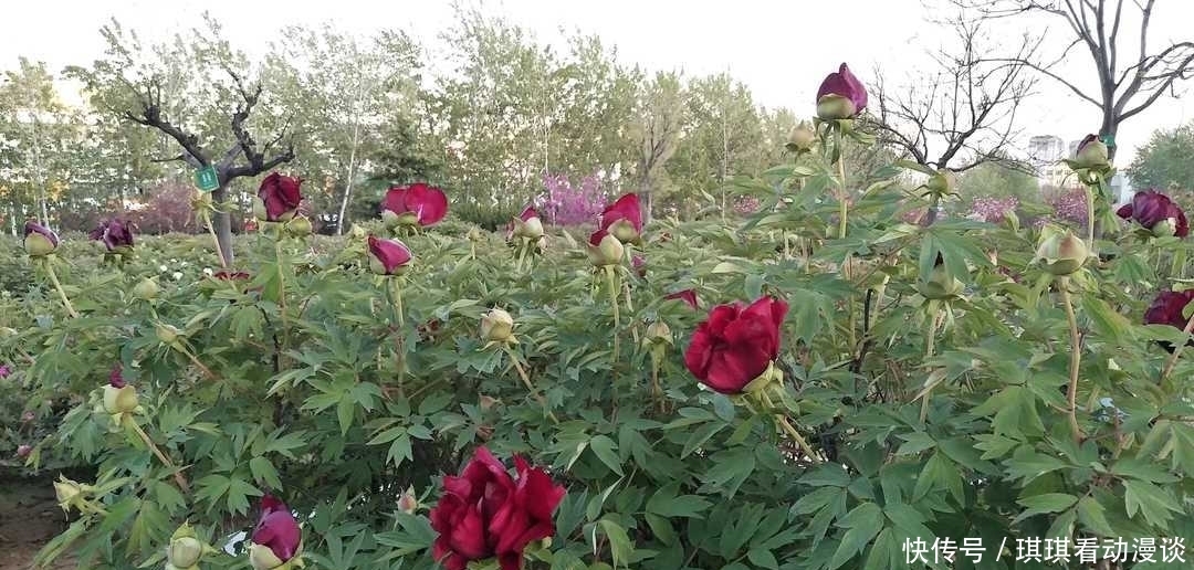 办事|曾国藩:不要多管闲事,有福不可享尽,有势不可使尽