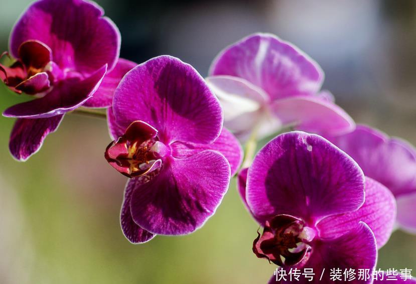 如何挑选年宵“花旦”蝴蝶兰?4个挑选小技巧,挑到高品质蝴蝶兰