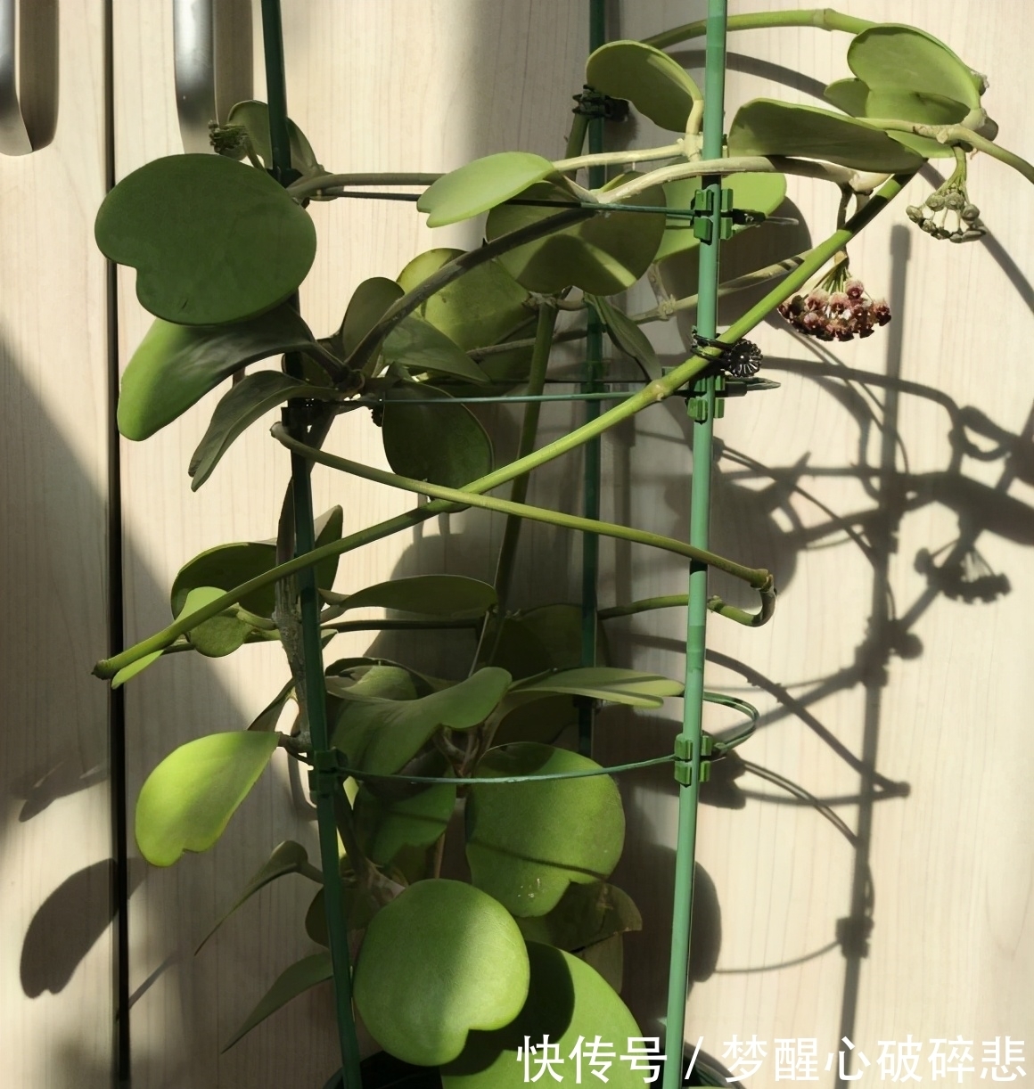 比蜜汁甜,比兰花香,家里养盆花,花球一串串,五彩斑斓像窗帘