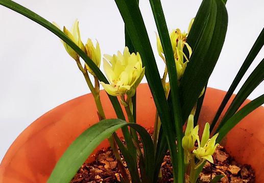 洋兰|哪些兰花一定要低温春化,千万别盲目入手,白花钱