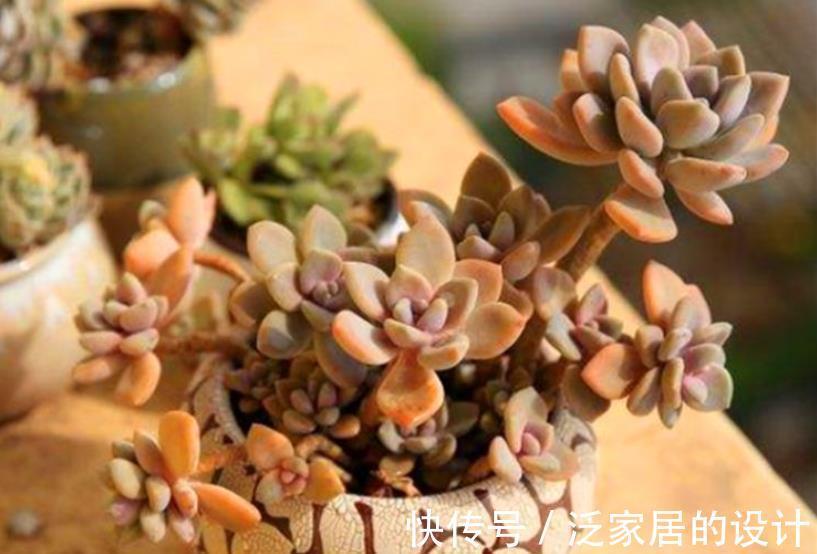 群生|养多肉普货冬美人，了解掌握4个要点，轻松养成群生小老桩