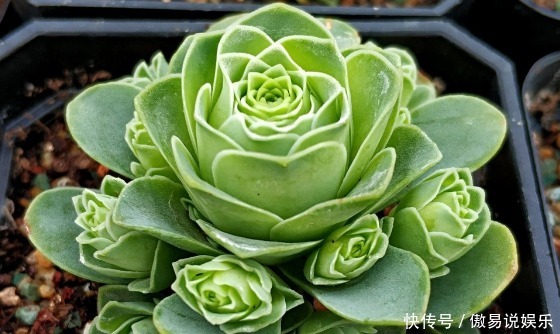  山地玫瑰|喜欢养护花卉，就养盆花中精品，比菊花美，比牡丹惊艳的花卉