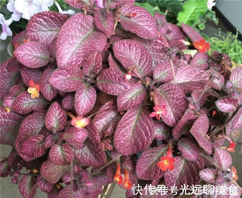 13种耐阴花卉,光照不足也能生长旺盛,开花茂密
