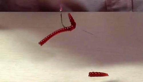 蚯蚓钓鱼使用小技巧,让钓鱼爱好者少走弯路