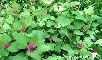 中年|5种野菜被误解最深,其价值珍贵却沦为杂草,遇见别放过