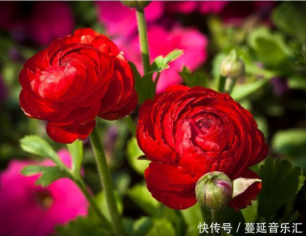 喜欢养花的，养种球花卉不能少它，颜色好看看着还很迷人