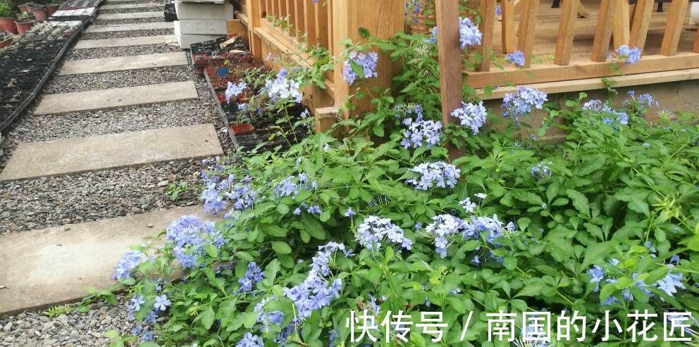 清新|夏天的蓝雪花,多做两步骤,不停开花,开花量大清新美丽
