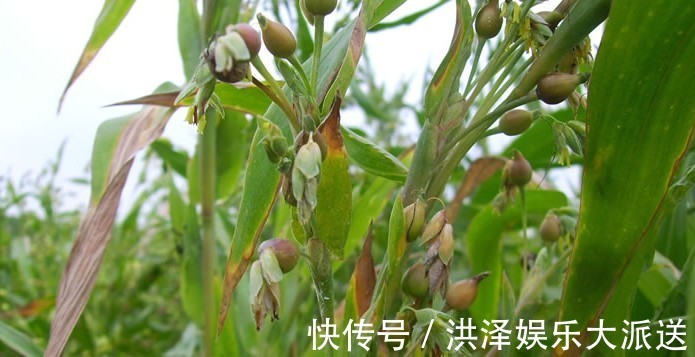 煲粥|女性腰痛,不妨用此物煲粥吃,手不麻了,腰不痛了,更显年轻