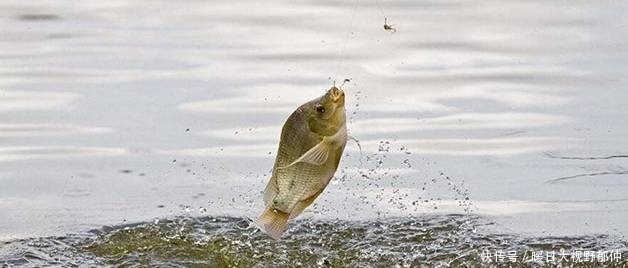 水面|夏季作钓需要做出的七大调整