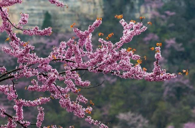 保康5万亩紫荆花开灿若霞