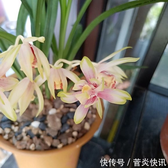 秋天给兰花换盆，盆底垫层“废料”，蹭蹭长出大白根！