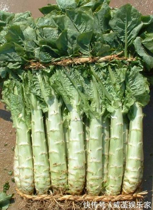 表皮薄|莴笋买“大根”还是“小根”好老菜农不经意间说漏嘴，长知识了