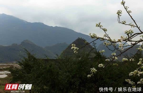 湘桂古道野茶香 舜皇山上杜鹃红