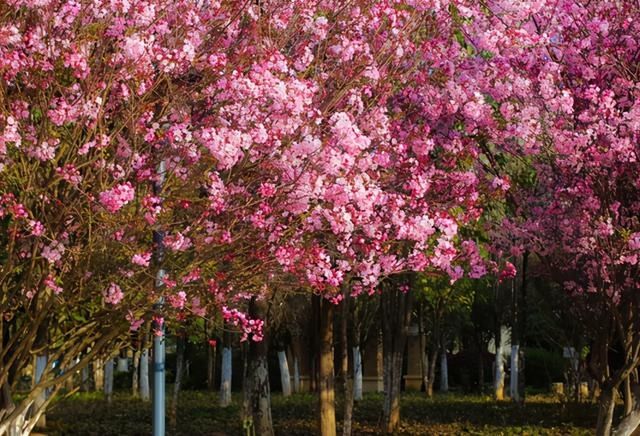 云赏花！一大波高校春景来袭，来看看你的学校→