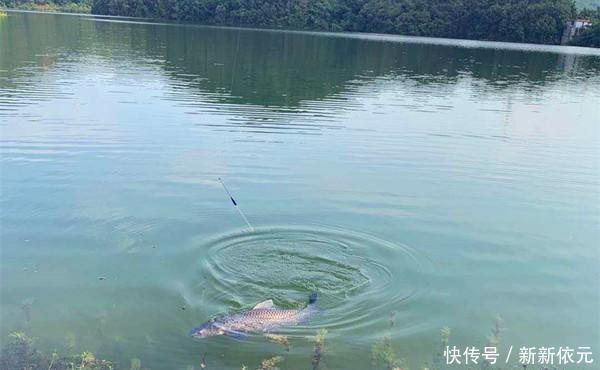 野钓大鱼用饵技巧,对比蘸米钓和麻团钓,用这几招,小鱼群钓大鱼
