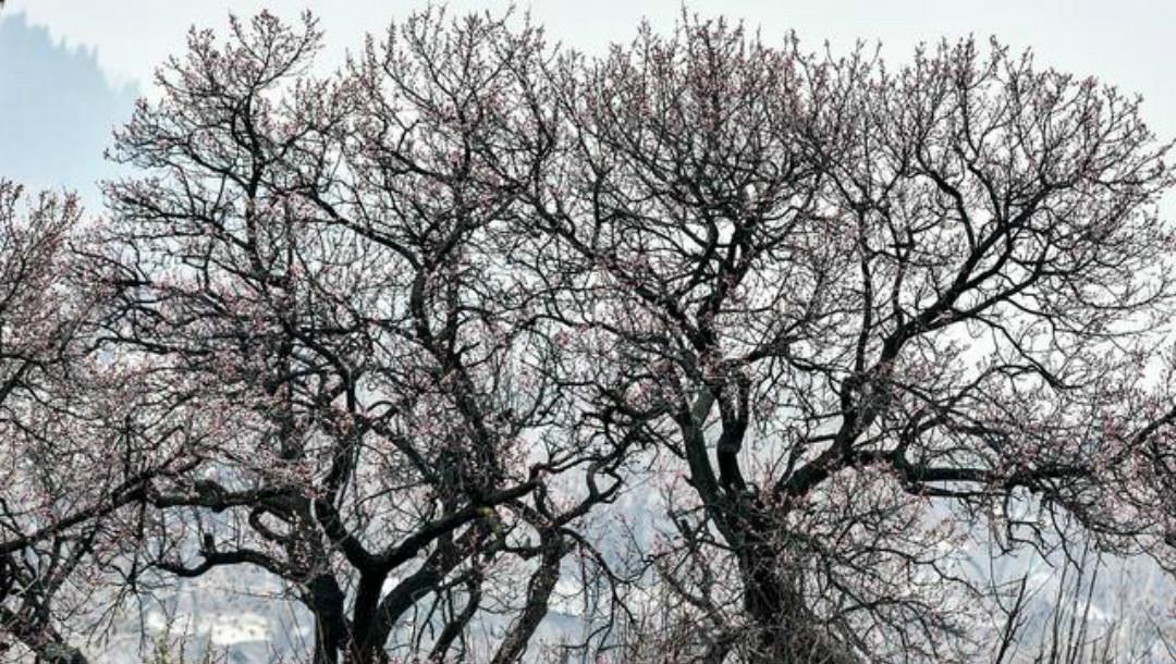 春色|王安石这首诗水平也很高,只用淡淡几笔,写出了不一样的春色美景
