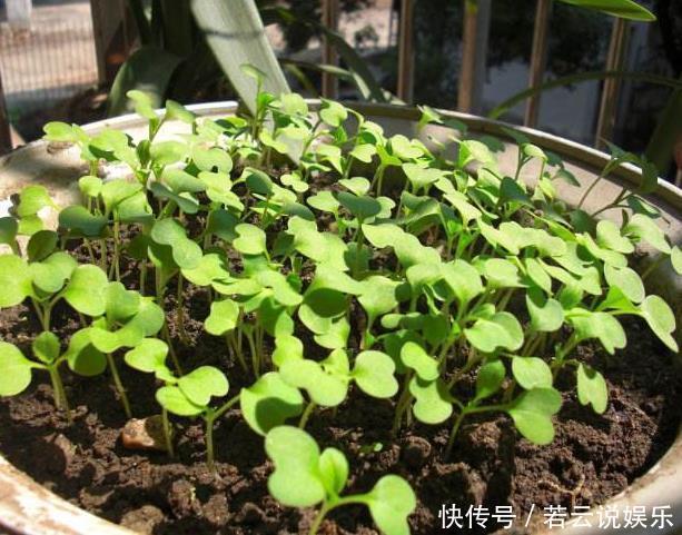 养花不如“种菜”,把“2种菜”种在阳台上,7天出芽,想吃就摘