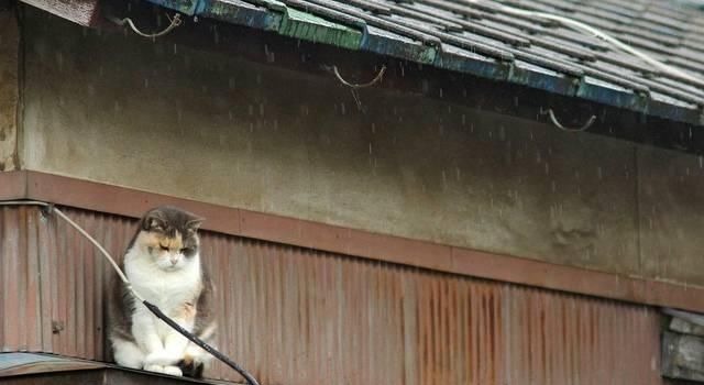 妙语&一生写诗2万余首的诗人,28字写小雨,最后7个字乃是一句妙语