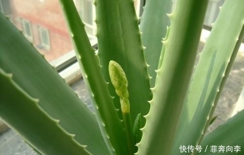 浇水|这7种花不浇水长的快，越浇水越养不活，看完还不赶紧停手吗？