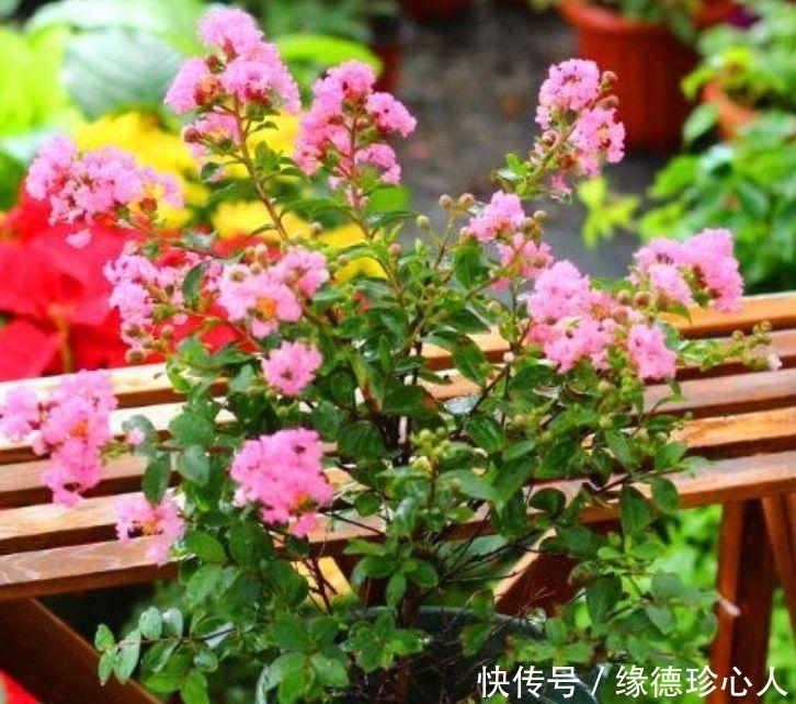 4种旺运花,吉祥添富贵,漂亮花期长,开花一簇簇,开成百花园!