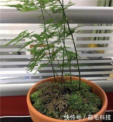 文竹|家里的文竹稀稀拉拉,真难看,用了这1东西,发疯的长,不黄叶