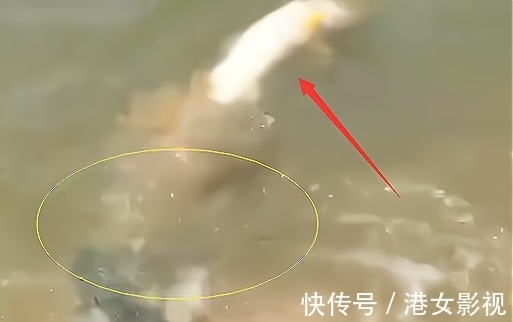 水老虎|江苏一大爷钓上“水老虎”，放鱼护却跑了，网友：估计半年睡不好