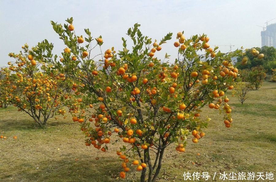 海内外|农村一“金蛋”,经常吃皮不吃肉,腌制后是极品,畅销海内外