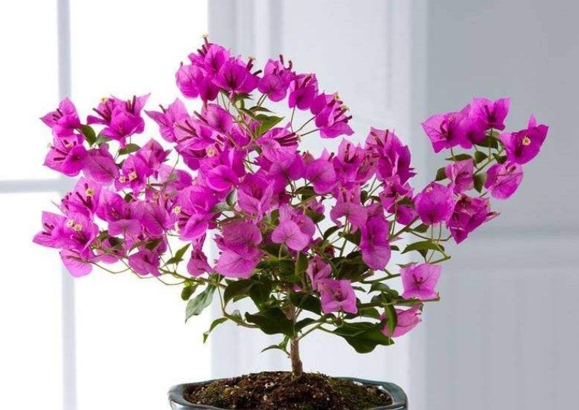 想让三角梅花繁色艳，做到“两加一减”，开花“爆盆”花期长